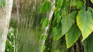 Sweetgum tree water requirements for young trees