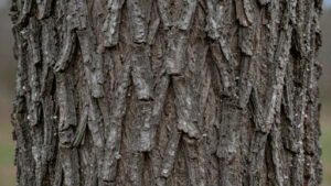 Distinguishing Sugar Maple Bark from Similar Species