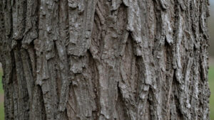 Key Characteristics of Sugar Maple Bark