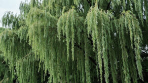 Key Factors Affecting How Fast Weeping Willows Grow