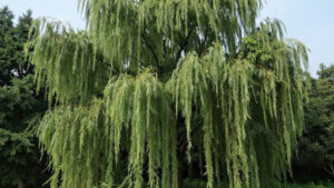 weeping willow growth rate