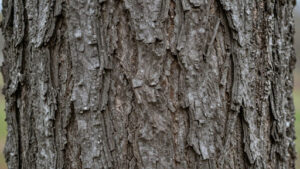 Accurate Sugar Maple Bark Identification