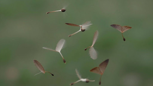 When Do Maple Trees Drop Their Seeds?