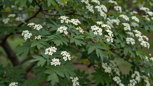 Autumn Brilliance Serviceberry Size: How Big Will It Grow?
